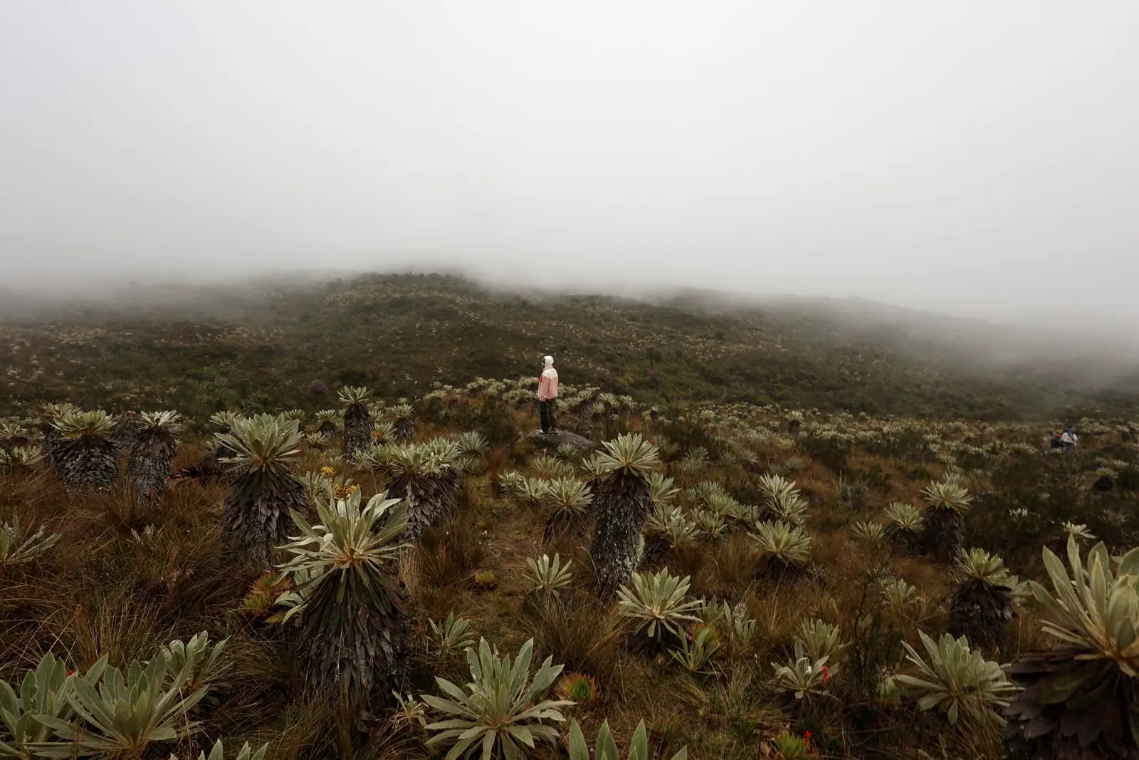 Páramo colombiano cubierto de niebla